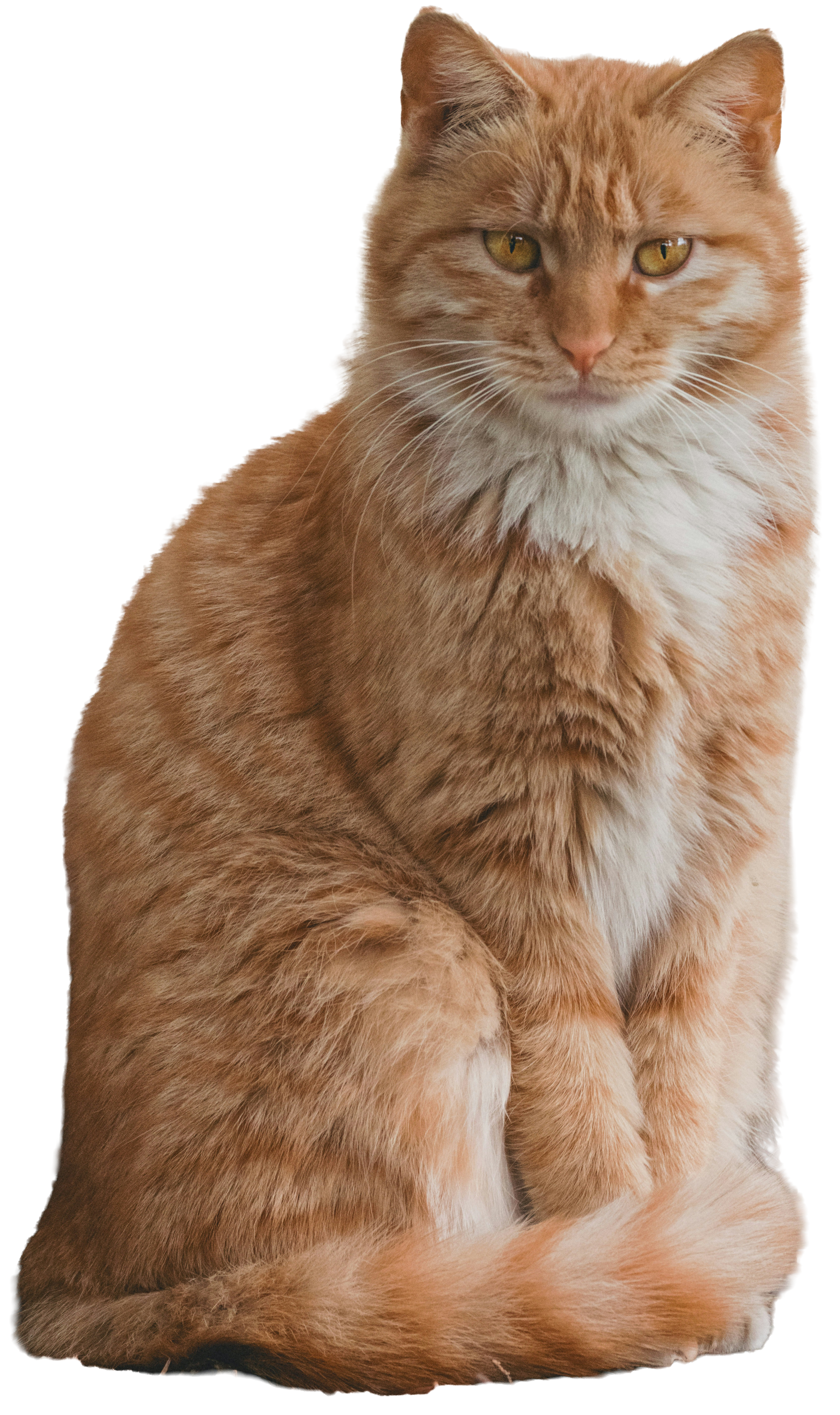 Um gato laranja sentado, olhando para a câmera